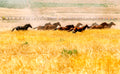 Horsepower